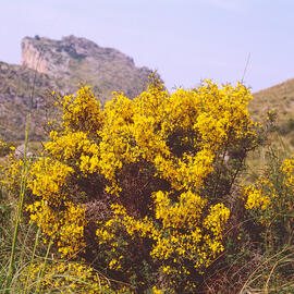 Mimosa ("Acacia dealbata")