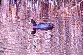 Fotja ("Fulica atra")