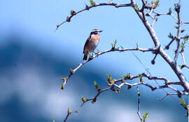 Vitrac ("Saxicola rubicola")