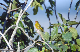 Verderol ("Chloris chloris")