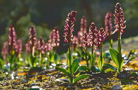 Botons de ca ("Orchis purpurea")