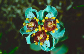Floreta de pastor ("Euphorbia rigida")