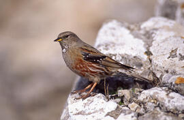 Xalambrí de muntanya ("Prunella collaris")
