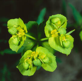Lleteressa ("Euphorbia dendroides")