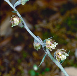 Abella d'alzinar ("Epipactis microphylla")