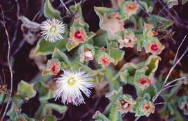 Herba de plata ("Mesembryanthemum crystallinum")