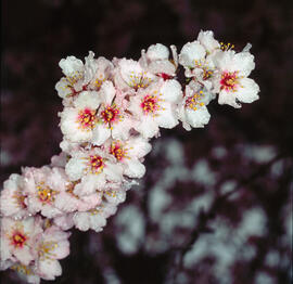 Flor d'ametller ("Prunus dulcis")