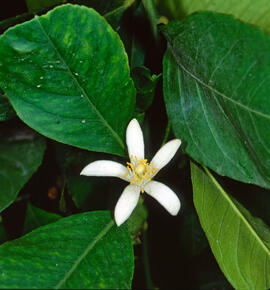 Llimoner ("Citrus limon")