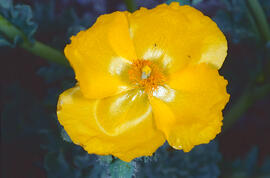 Carxofera de prat ("Glaucium flavum")