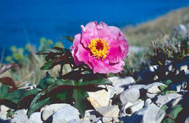 Peònia ("Paeonia mascula")