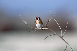 Cadernera ("Carduelis carduelis")