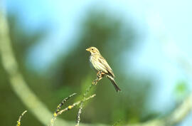 Sól·lera ("Emberiza calandra")