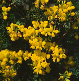 Botgeta alpestre ("Alyssum alpestre")