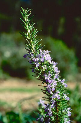 Romaní ("Salvia rosmarinus")
