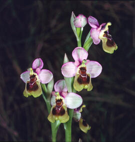 Abellera vermella ("Ophrys tenthredinifera")