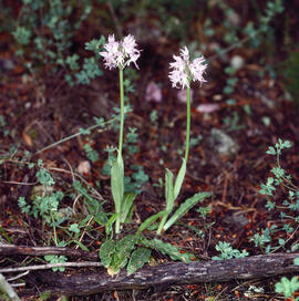 Orquídia ("Neotinea tridentata")