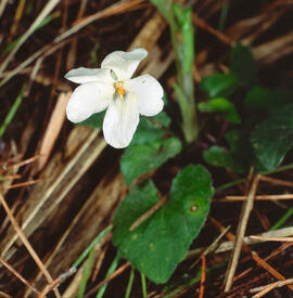 Viola ("Viola alba")