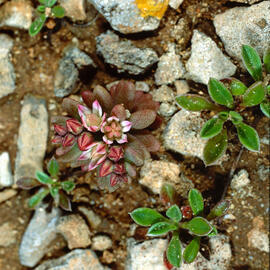 Crespinell rogenc ("Sedum rubens")
