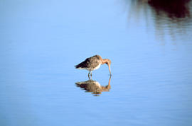 Cegall de mosson ("Limosa limosa")