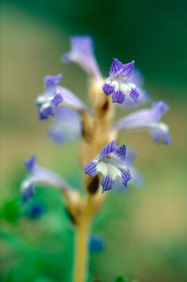 Espàrec bord ("Orobanche ramosa")