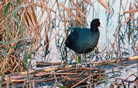 Fotja ("Fulica atra")