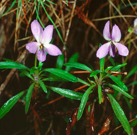 Viola ("Viola lanceolata")