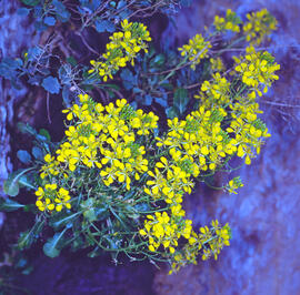 Ruda ("Ruta graveolens")