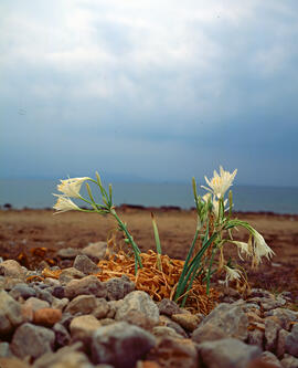 Lliri de mar ("Pancratium maritimum")