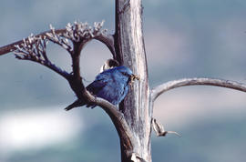 Pàssera ("Monticola cyaneus")