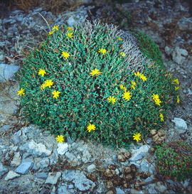 Coixinet de monja ("Launaea cervicornis")