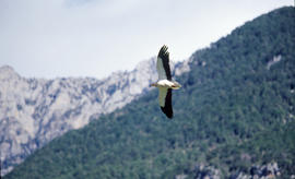 Miloca ("Neophron percnopterus")