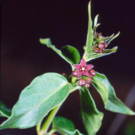 Pebrotera borda ("Vincetoxicum nigrum")