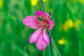Gladiol ("Gladiolus illyricus")