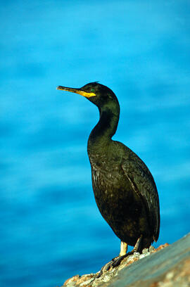 Corb marí ("Phalacrocorax aristotelis")