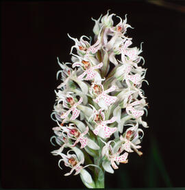 Orquídia ("Neotinea tridentata")