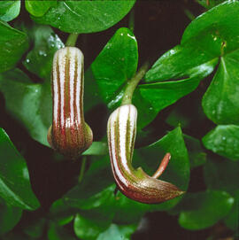 Llengua de frare ("Arisarum vulgare")