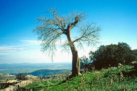 Pla de Mallorca des del puig de Randa