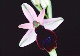 Orquídia ("Ophrys balearica")