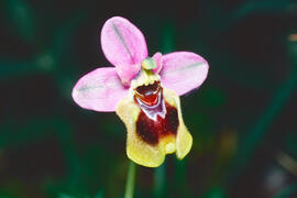 Orquídia ("Ophrys balearica")
