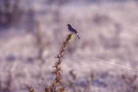 Picamosques ("Muscicapa striata")