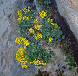 Botgeta alpestre ("Alyssum alpestre")