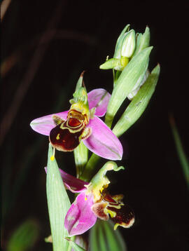 Abellera vermella ("Ophrys tenthredinifera")