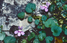 Picardia ("Cymbalaria muralis")