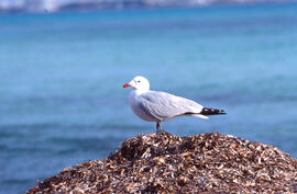 Gavina roja ("Larus audouinii")