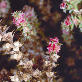 Barella punxosa ("Salsola kali")