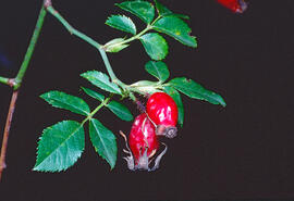 Gavarró ("Rosa canina")