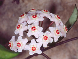 Flor de cera ("Hoya carnosa")