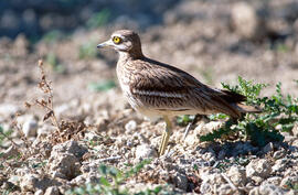 Sebel·lí ("Burhinus oedicnemus")
