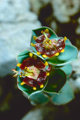 Floreta de pastor ("Euphorbia rigida")
