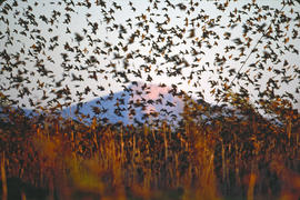 Esbart d'estornells ("Sturnus vulgaris")